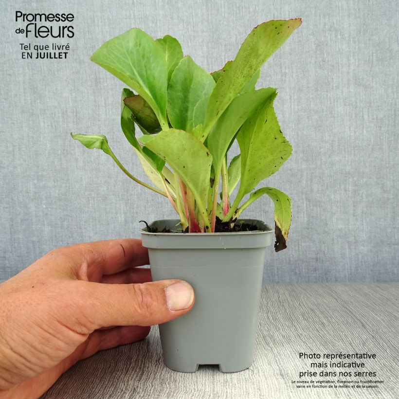 Exemplar von Bergenia Ouvertüre - Bergenie Kleine Töpfe von 8/9 cm wie im Sommer geliefert