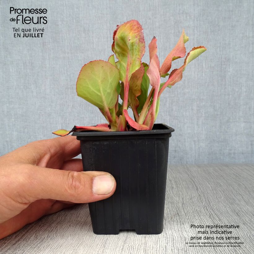 Exemplar von Bergenia cordifolia Rotblum - Bergenie Kleine Töpfe von 7/8 cm wie im Sommer geliefert