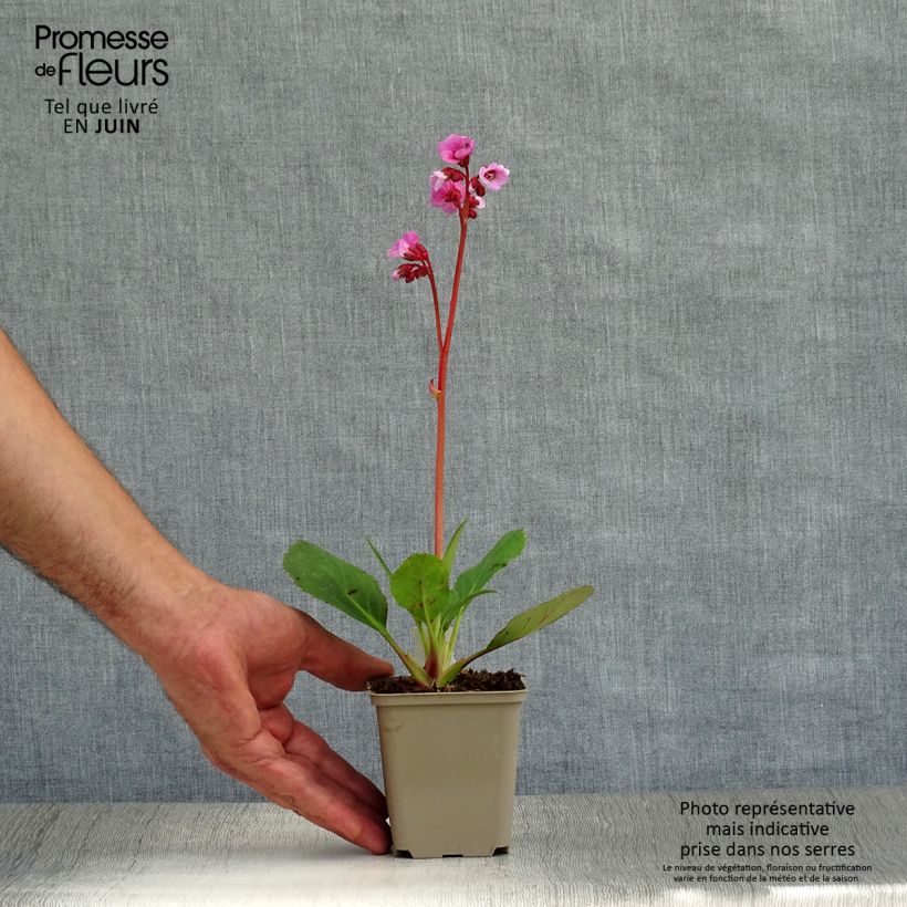 Exemplar von Bergenia Spring Fling - Bergenie Kleine Töpfe von 8/9 cm wie im Sommer geliefert