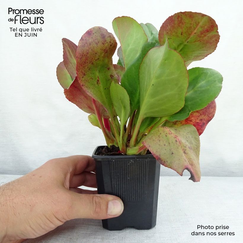 Exemplar von Bergenia cordifolia Eroïca - Bergenie Kleine Töpfe von 8/9 cm wie im Sommer geliefert