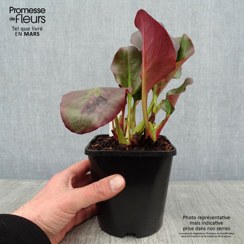 Exemplar von Bergenia cordifolia Eroïca - Bergenie Topf mit 1,5L/2L wie im Winter geliefert