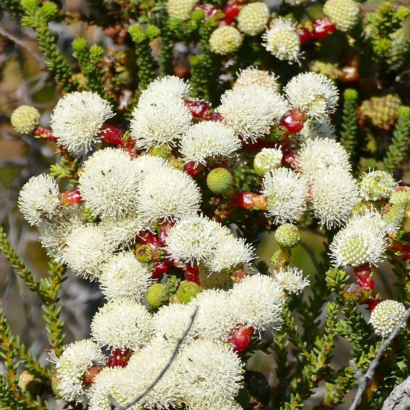 Berzelia lanuginosa - Berzelie (Blüte)