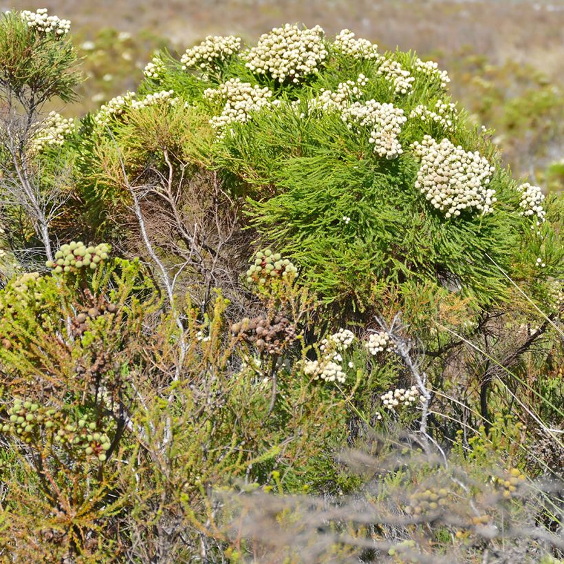 Berzelia lanuginosa - Berzelie (Hafen)