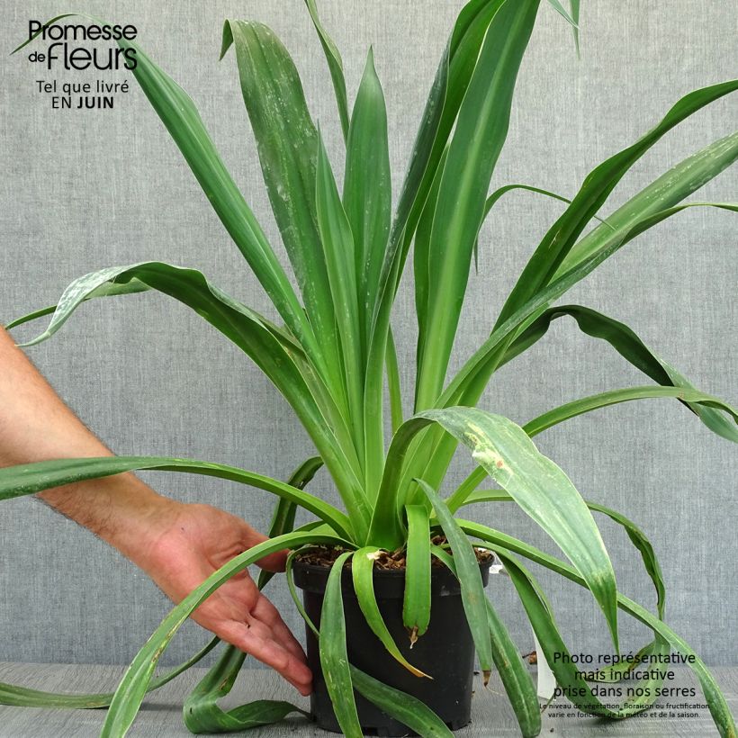 Exemplar von Beschorneria yuccoides - Beschornerie Topf mit 2L/3L wie im Sommer geliefert