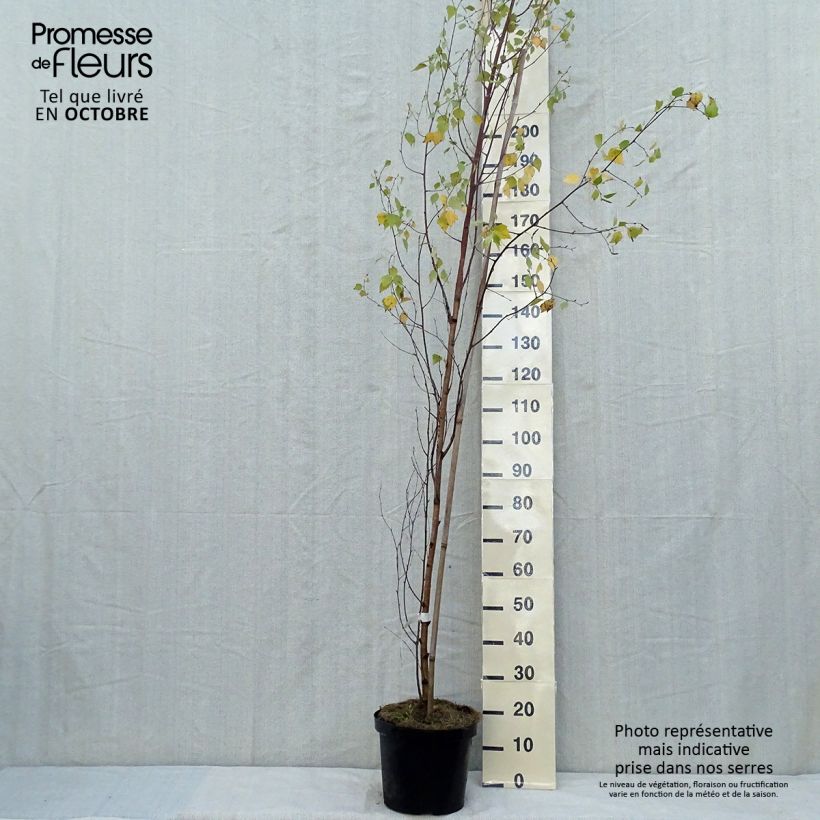 Exemplar von Betula pendula Fastigiata - Hänge-Birke Topf mit 7,5L/10L wie im Herbst geliefert
