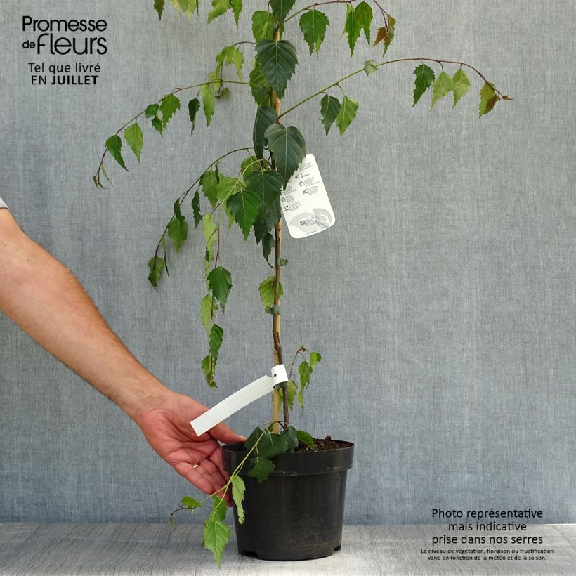 Exemplar von Betula pendula Tristis - Hänge-Birke Topf mit 2L/3L wie im Sommer geliefert