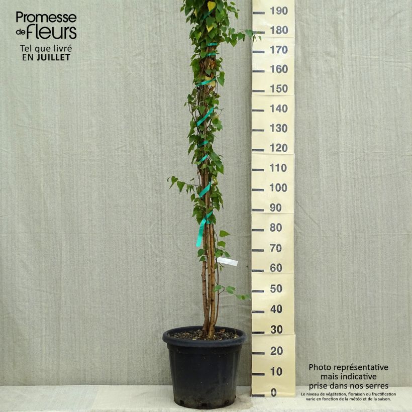 Exemplar von Betula pendula - Hänge-Birke Topf mit 18L/20L wie im Sommer geliefert