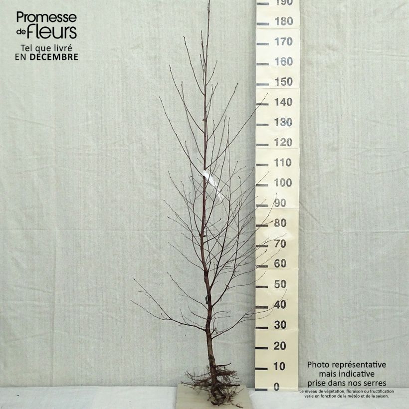 Exemplar von Betula pendula - Hänge-Birke Wurzelnackt wie im Winter geliefert