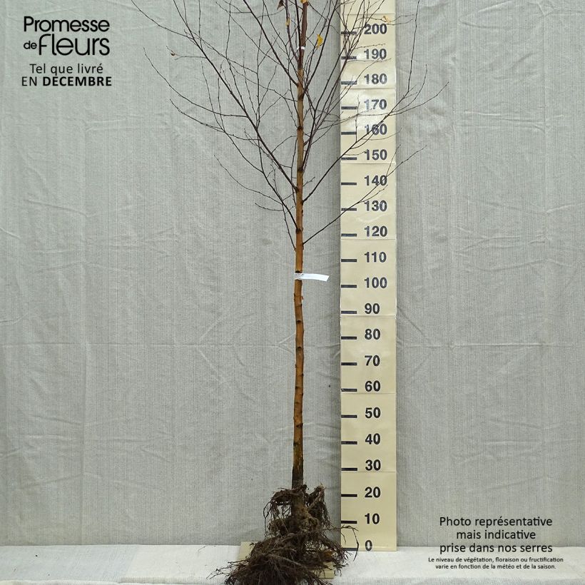 Exemplar von Betula pendula - Hänge-Birke Wurzelnackt wie im Winter geliefert
