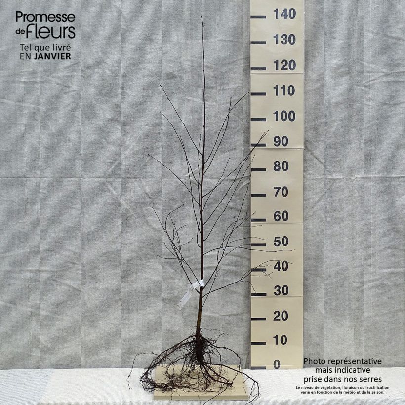 Exemplar von Betula pubescens - Moor-Birke Wurzelnackt wie im Winter geliefert