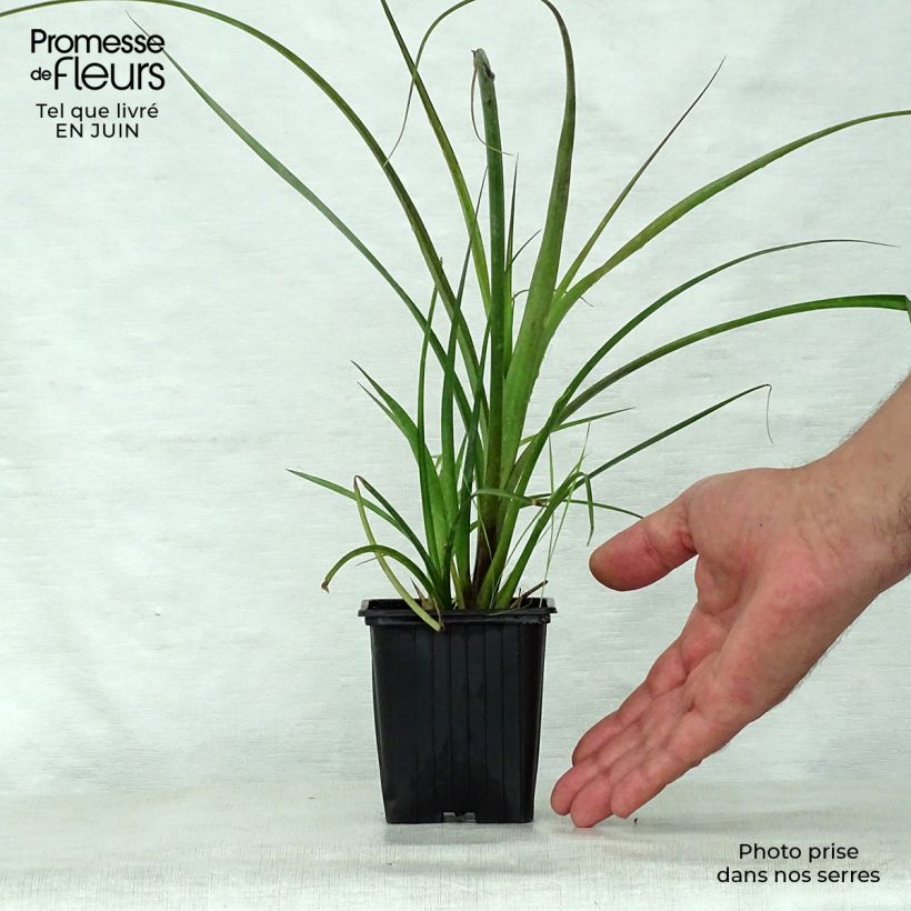 Exemplar von Billbergia nutans - Zimmerhanf Kleine Töpfe von 7/8 cm wie im Sommer geliefert
