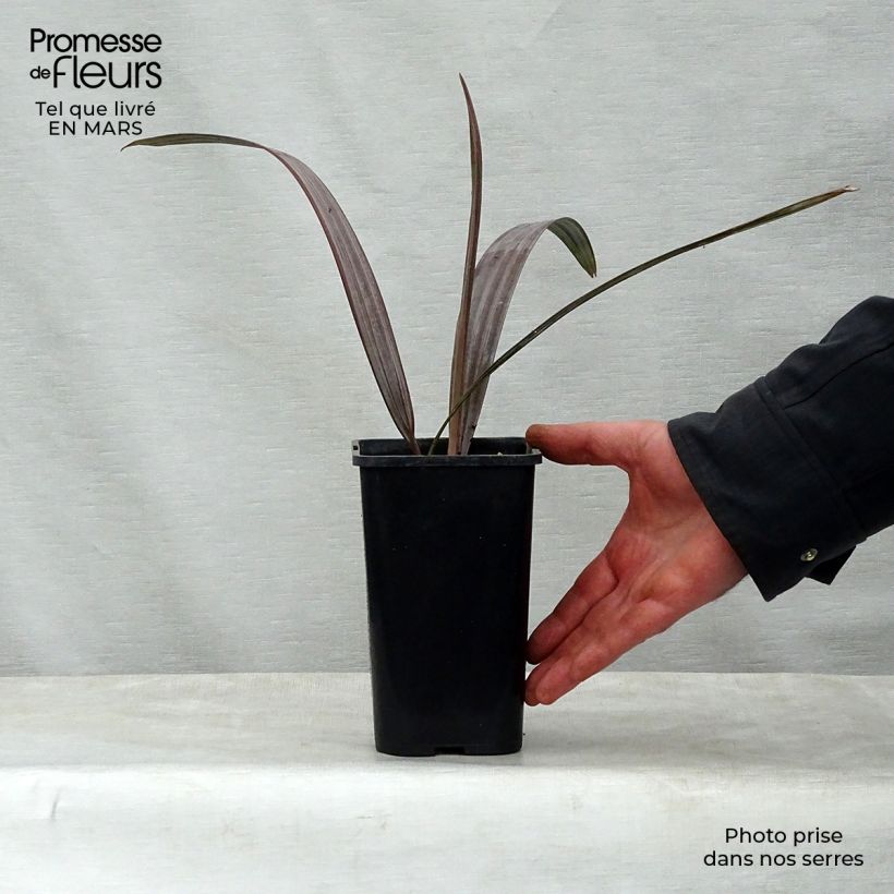 Exemplar von Bismarckia nobilis - Bismarck-Palme Topf 12 cm / 13 cm wie im Frühjahr geliefert