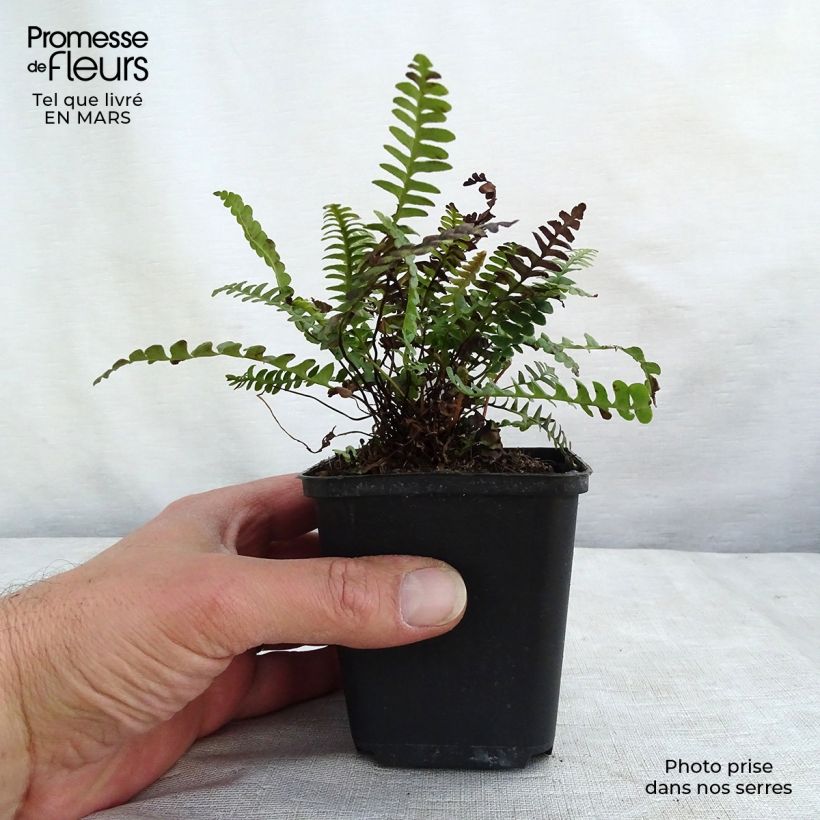 Exemplar von Blechnum penna-marina - Seefeder Rippenfarn Kleine Töpfe von 8/9 cm wie im Frühjahr geliefert