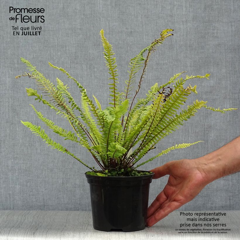 Exemplar von Blechnum spicant - Rippenfarn Topf mit 2L/3L wie im Sommer geliefert