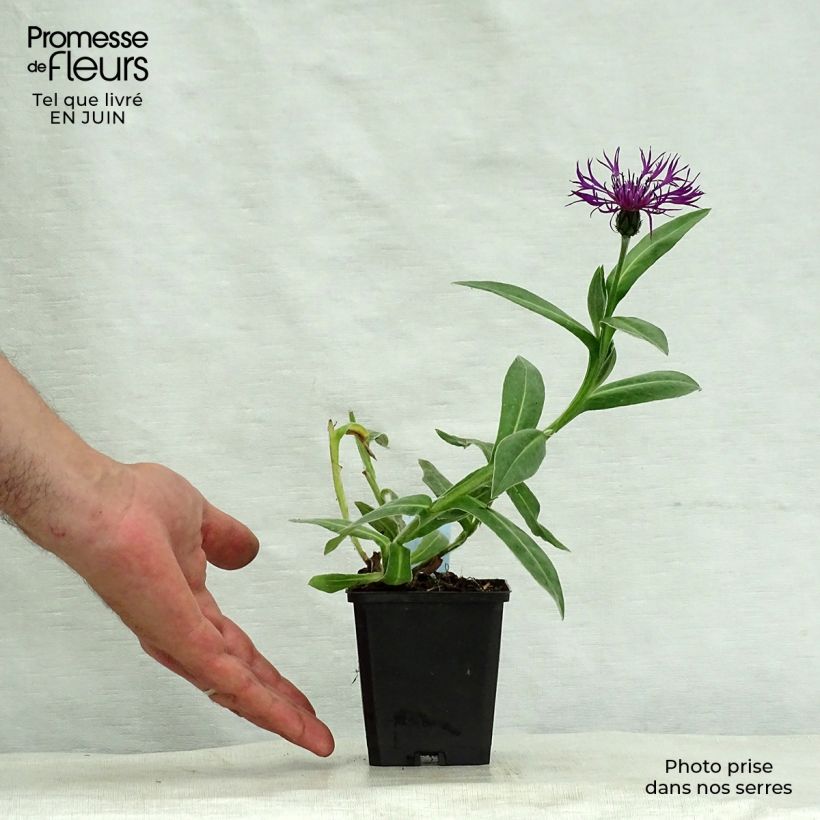 Exemplar von Berg-Flockenblume Amethyst Dream - Centaurea montana Kleine Töpfe von 8/9 cm wie im Sommer geliefert