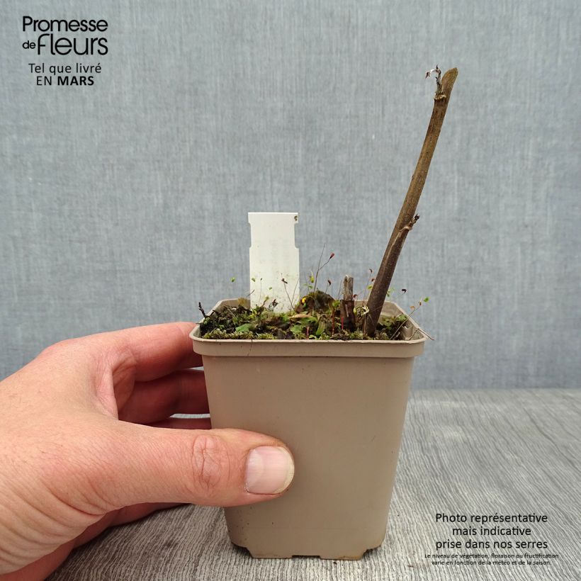 Exemplar von Boehmeria cylindrica - Chinagras Kleine Töpfe von 8/9 cm wie im Winter geliefert
