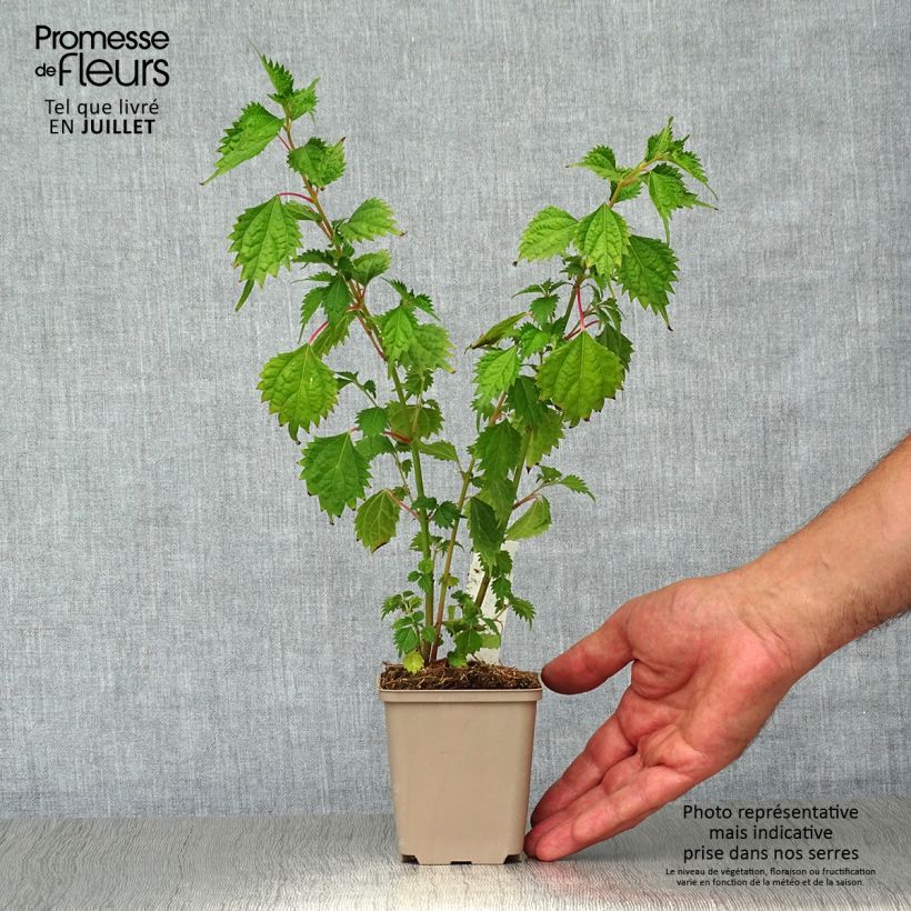 Exemplar von Boehmeria spicata - Chinagras Kleine Töpfe von 8/9 cm wie im Sommer geliefert