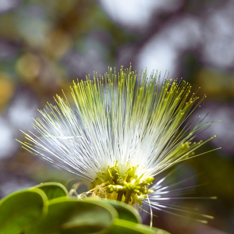 Albizia lebbeck (Blüte)