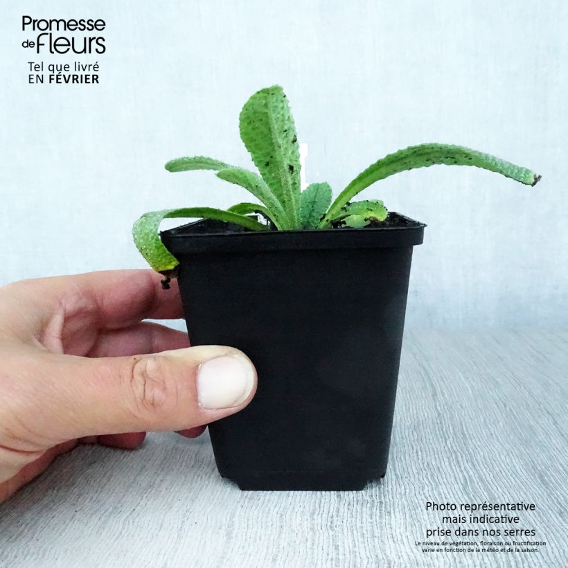 Exemplar von Zwerg-Borretsch - Borago pygmaea Kleine Töpfe von 8/9 cm wie im Herbst geliefert