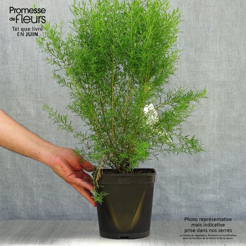 Exemplar von Boronia heterophylla Ice Charlotte Topf mit 4L/5L wie im Sommer geliefert