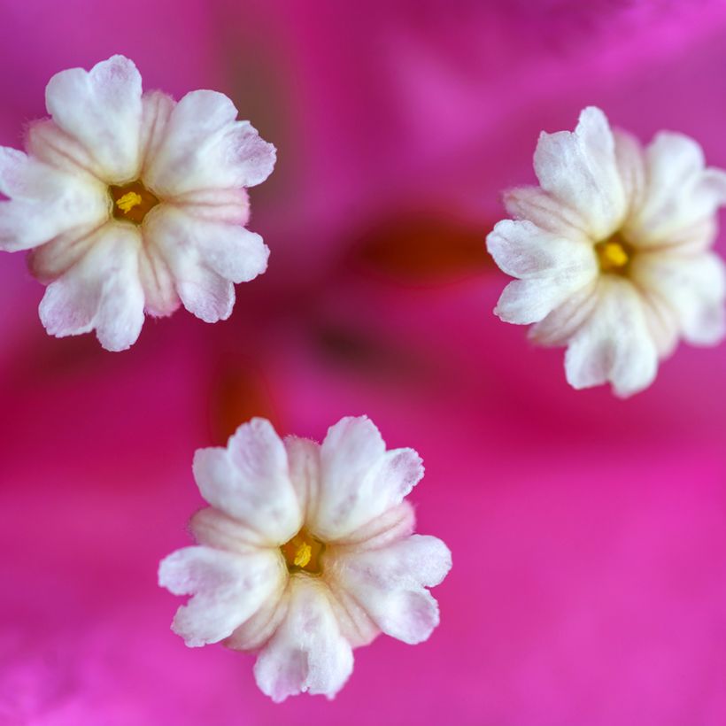 Bougainvillea Vera Deep Purple - Drillingsblume (Blüte)