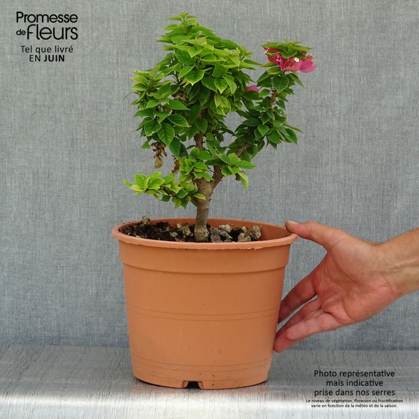 Exemplar von Bougainvillea Mini Thaï - Drillingsblume Topf mit 3L/4L wie im Sommer geliefert