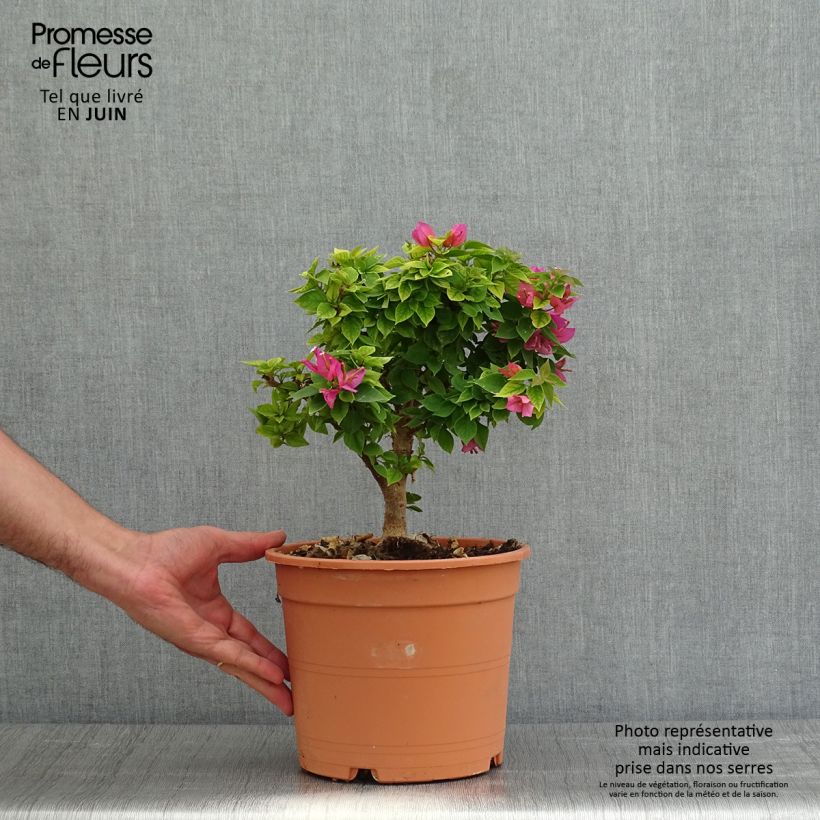 Exemplar von Bougainvillea Mini Thaï - Drillingsblume Topf mit 4L/5LGelieferte Höhe ca. 25/35cm wie im Frühjahr geliefert