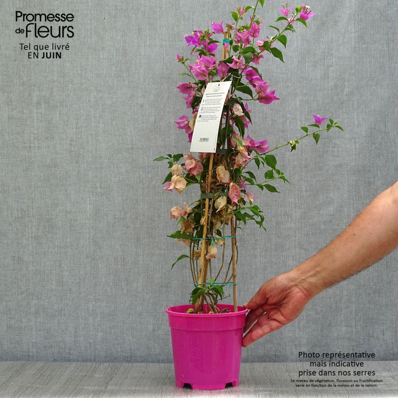 Exemplar von Bougainvillea glabra Sanderiana - Kahle Drillingsblume Topf mit 2L/3L wie im Sommer geliefert