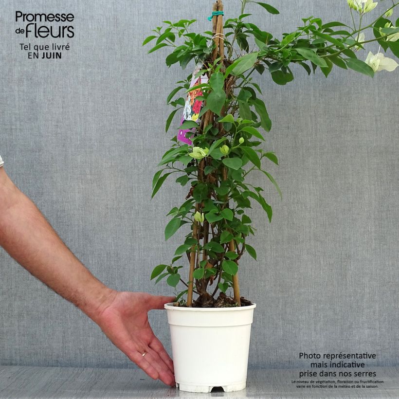 Exemplar von Bougainvillea spectabilis Pink-White - Drillingsblume Topf mit 2L/3L wie im Sommer geliefert
