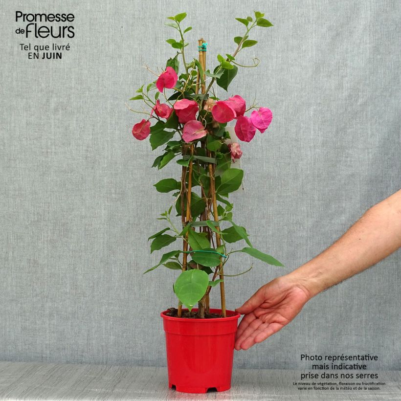 Exemplar von Bougainvillea spectabilis Dark Red - Drillingsblume Topf mit 2L/3L wie im Sommer geliefert