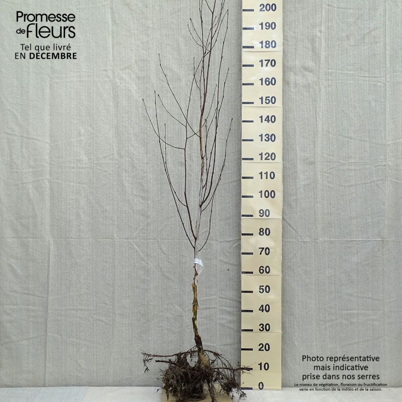 Exemplar von Betula utilis var. jacquemontii Doorenbos - Weißrindige Himalaya-Birke Wurzelnackt wie im Winter geliefert