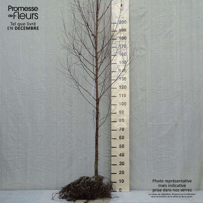 Exemplar von Betula utilis var. jacquemontii Doorenbos - Weißrindige Himalaya-Birke Wurzelnackt wie im Winter geliefert