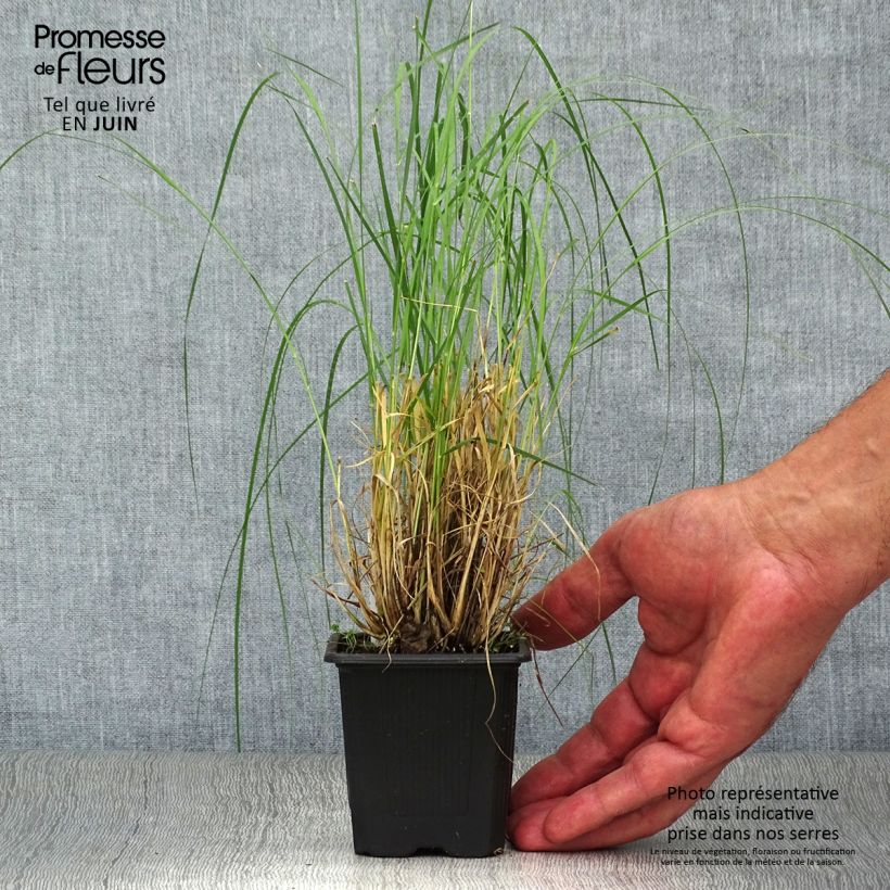Exemplar von Bouteloua gracilis - Moskitogras Kleine Töpfe von 8/9 cm wie im Sommer geliefert
