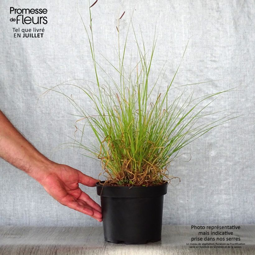 Exemplar von Bouteloua gracilis - Moskitogras Topf mit 1,5L/2L wie im Sommer geliefert
