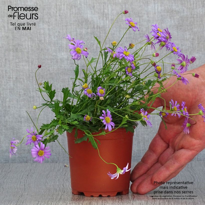 Exemplar von Blaues Gänseblümchen Brasco Violet - Brachycome Kleine Töpfe von 8/9 cm wie im Frühjahr geliefert