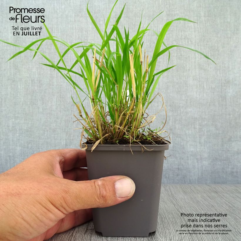 Exemplar von Brachypodium sylvaticum - Wald-Zwenke Kleine Töpfe von 8/9 cm wie im Sommer geliefert