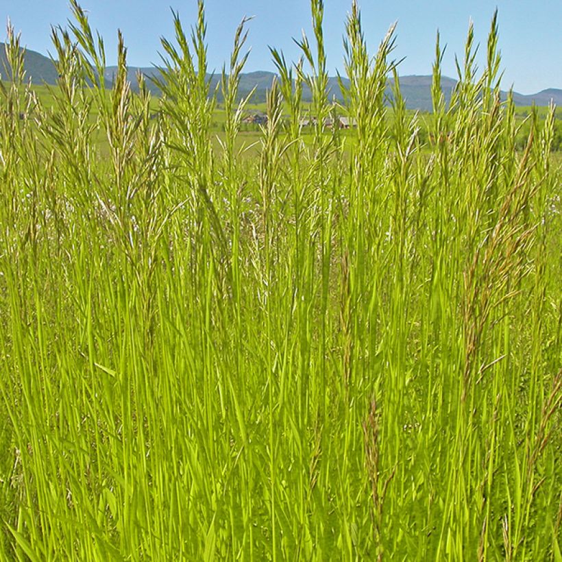 Bromus inermis Skinner s Gold - Unbegrannte Trespe (Laub)