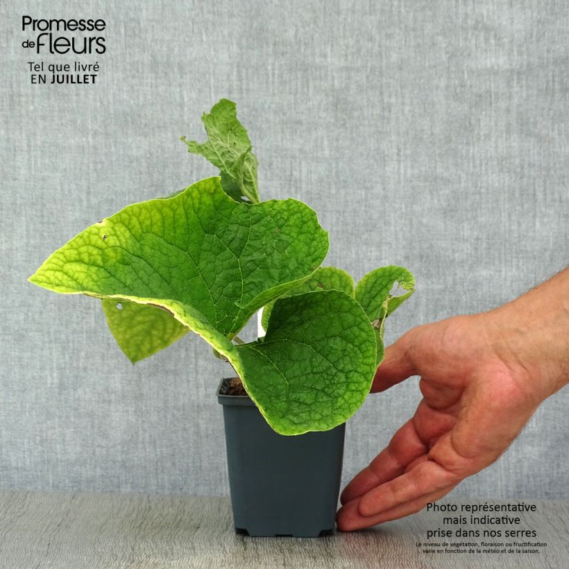 Exemplar von Brunnera macrophylla Betty Bowring - Kaukasus-Vergißmeinnicht Kleine Töpfe von 8/9 cm wie im Sommer geliefert