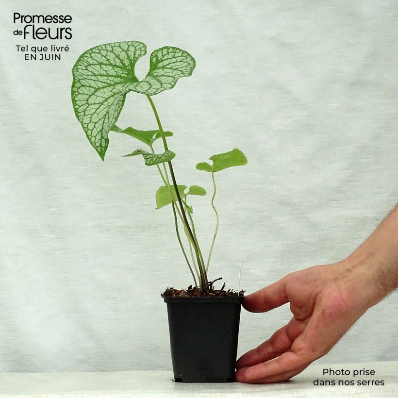 Exemplar von Brunnera macrophylla Emerald Mist - Kaukasus-Vergißmeinnicht Kleine Töpfe von 8/9 cm wie im Sommer geliefert