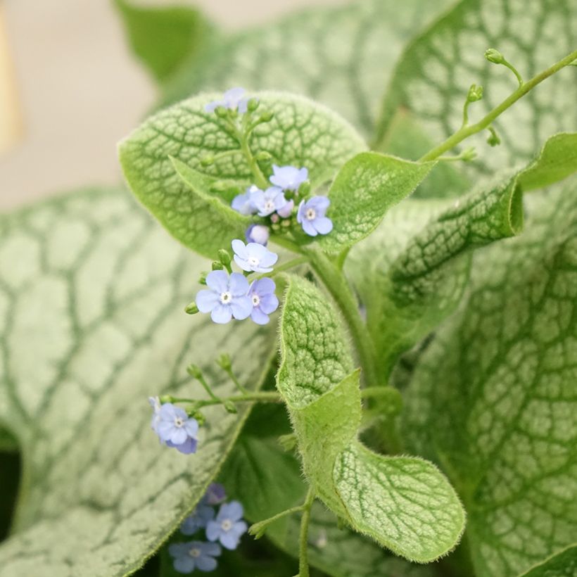 Brunnera macrophylla Jack of Diamonds - Kaukasus-Vergißmeinnicht (Blüte)