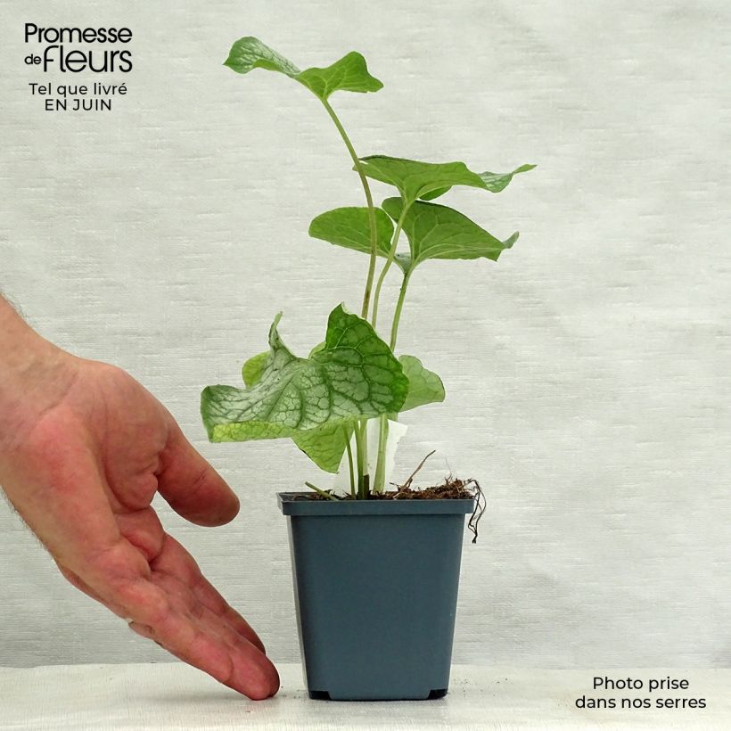 Exemplar von Brunnera macrophylla Mr Morse - Kaukasus-Vergißmeinnicht Kleine Töpfe von 8/9 cm wie im Sommer geliefert