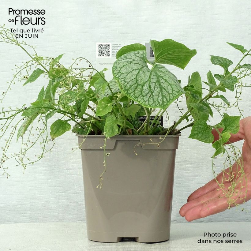 Exemplar von Brunnera macrophylla Mr Morse - Kaukasus-Vergißmeinnicht Topf mit 2L/3L wie im Sommer geliefert