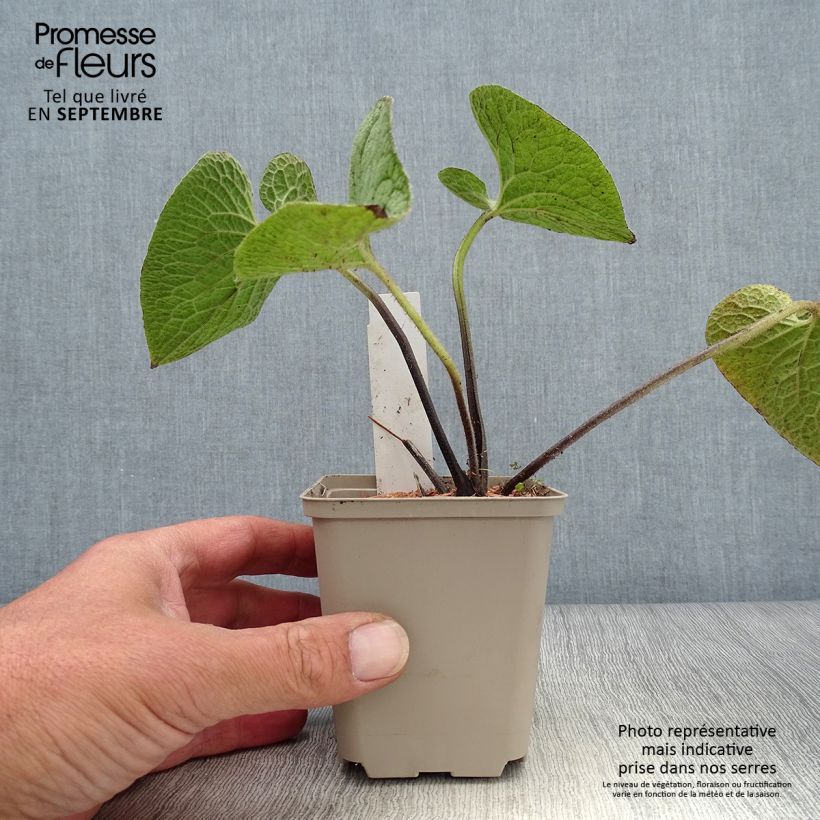 Exemplar von Brunnera macrophylla Queen of Hearts - Kaukasus-Vergißmeinnicht Kleine Töpfe von 8/9 cm wie im Herbst geliefert