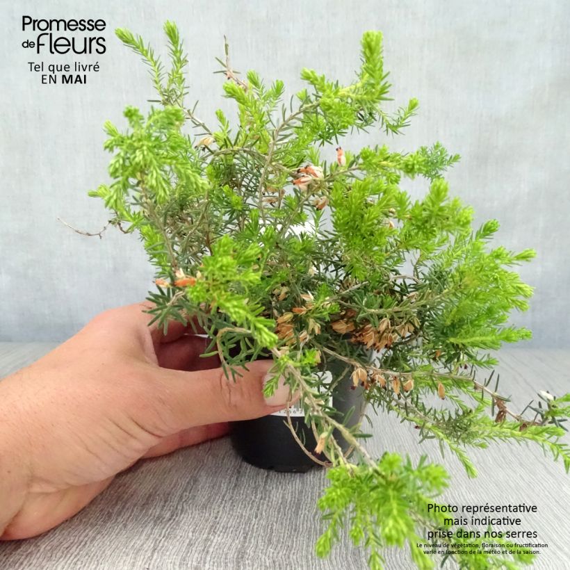 Exemplar von Schnee-Heide Springwood White - Erica carnea Kleine Töpfe von 8/9 cmGelieferte Höhe ca. 10/15cm wie im Frühjahr geliefert