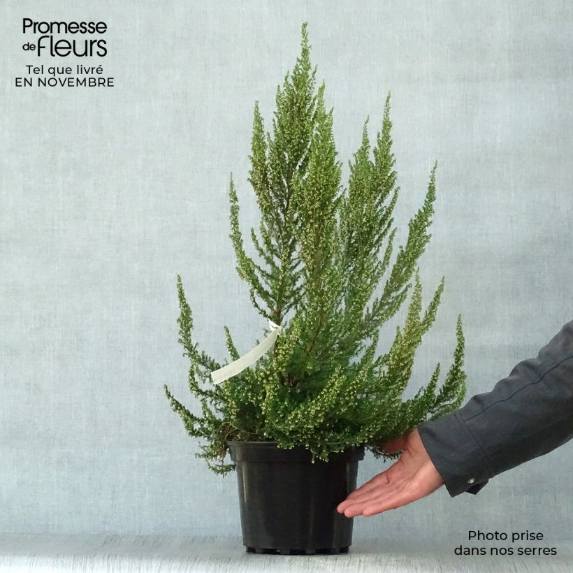 Exemplar von Baum-Heide Great Star Le Vasterival - Erica arborea Topf mit 4L/5L wie im Herbst geliefert