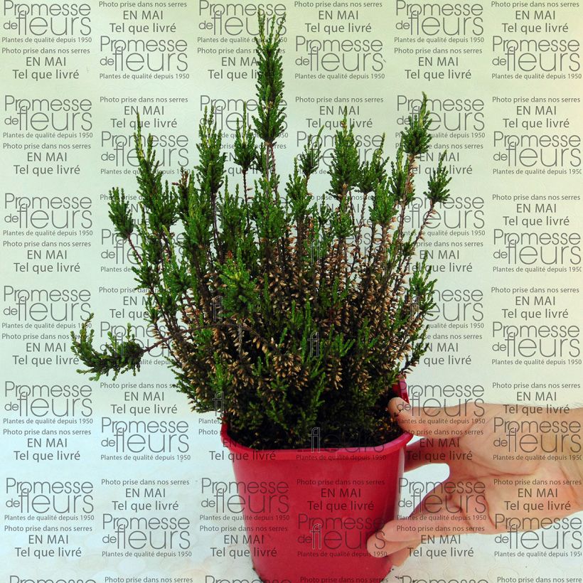 Beispiel eines Exemplars von Besenheide Allegro - Calluna vulgaris Topf mit 1L/1,5L wie geliefert