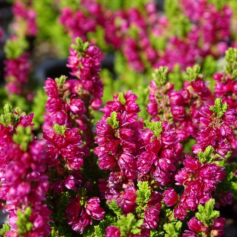 Besenheide Dark Beauty - Calluna vulgaris (Blüte)