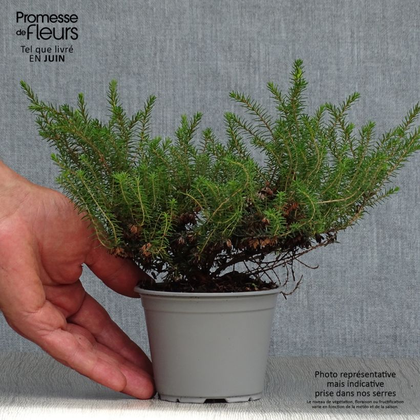 Exemplar von Winterblühende Heide Kramer's Rote - Erica darleyensis Kleine Töpfe von 8/9 cm wie im Sommer geliefert