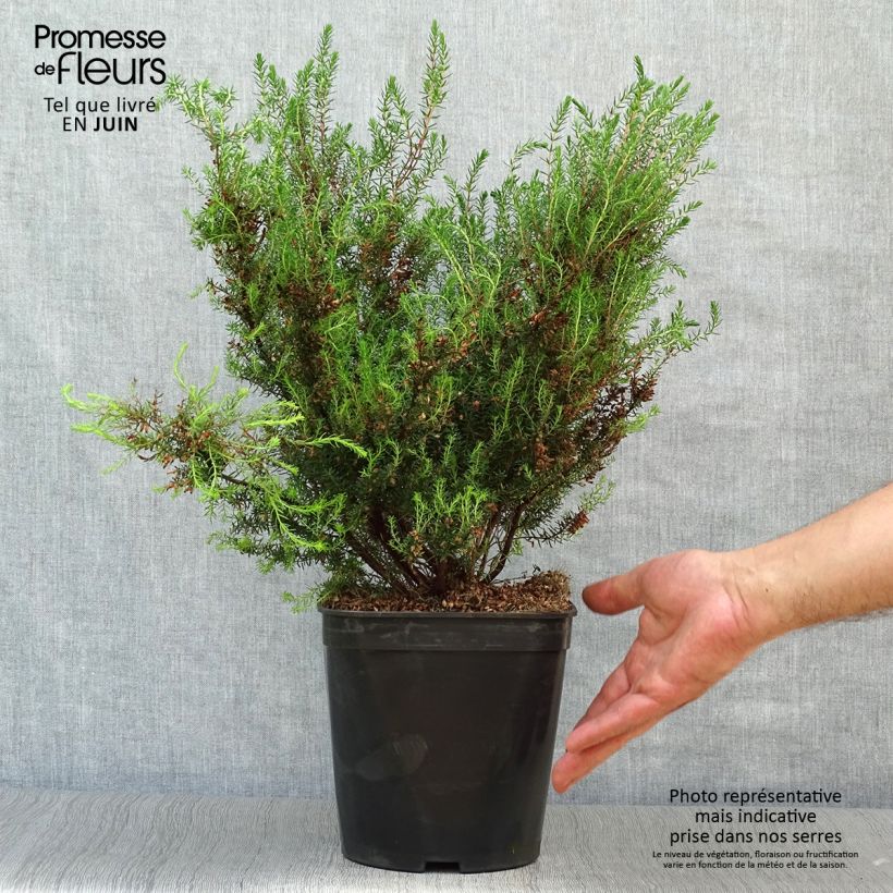 Exemplar von Erica mediterranea - Heide Topf mit 3L/4L wie im Sommer geliefert