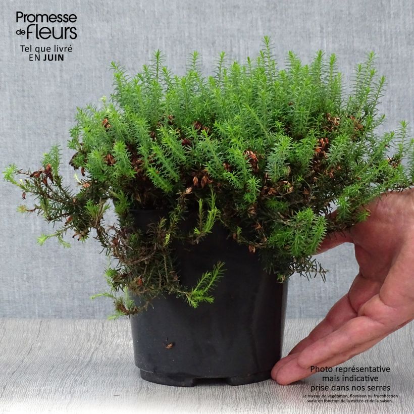 Exemplar von Schnee-Heide Isabell - Erica carnea Topf mit 2L/3L wie im Sommer geliefert